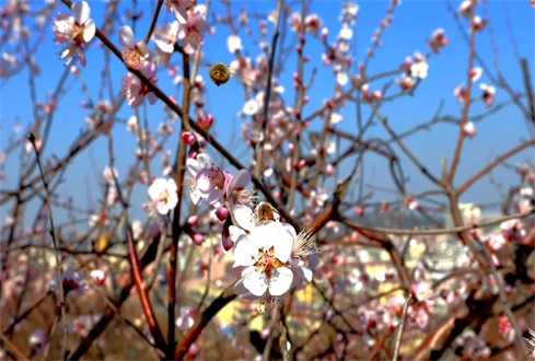 眾志成城戰(zhàn)“疫”情，校企合作“再出發(fā)”